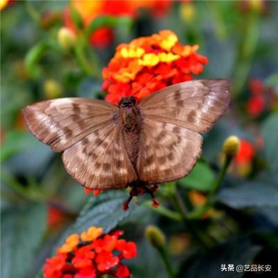 照顾新生小猫咪无限金币版下载